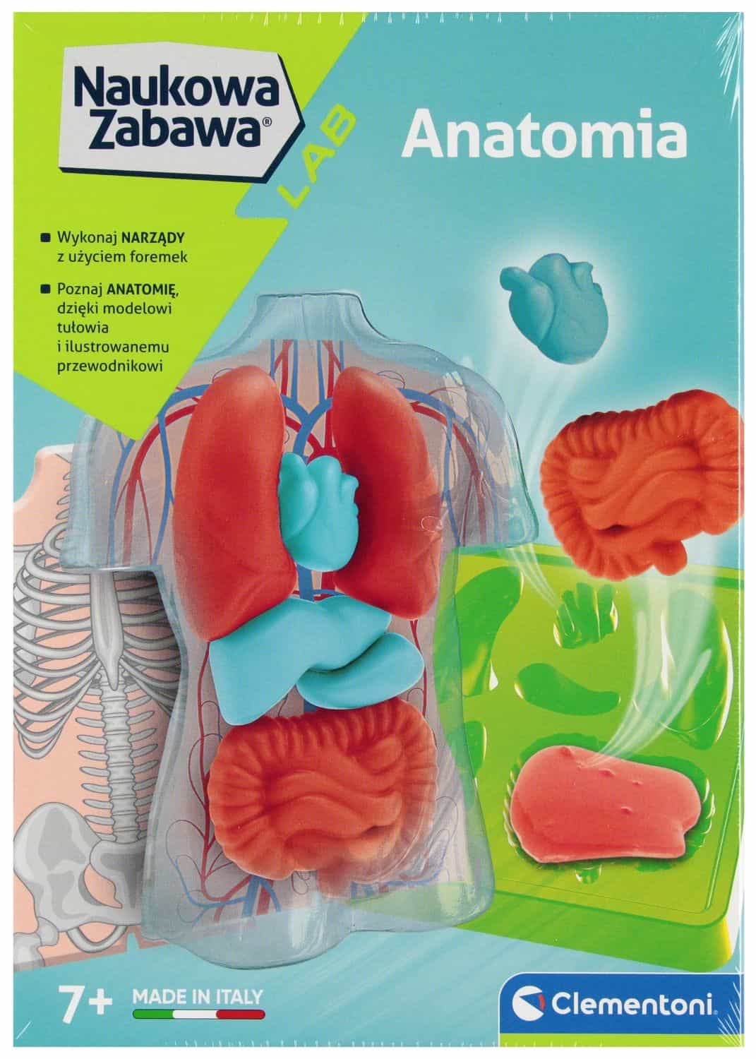 Naukowa Zabawa Anatomia Clementoni Model Anatomiczny